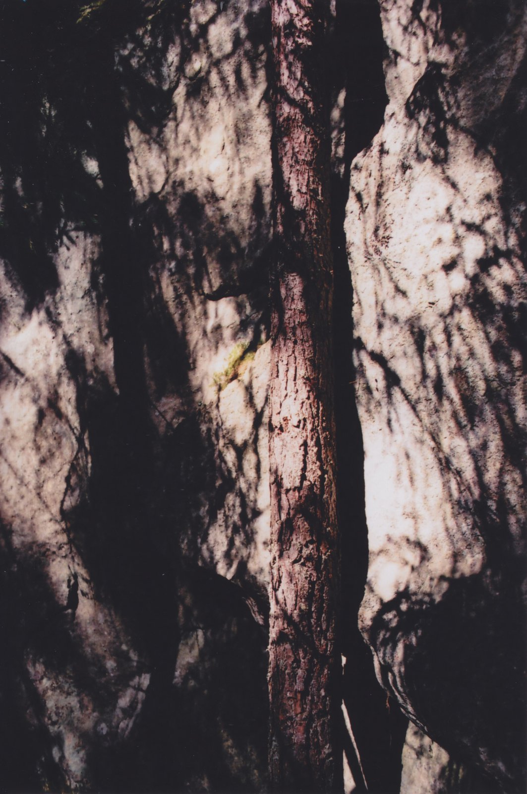 Forest texture photography